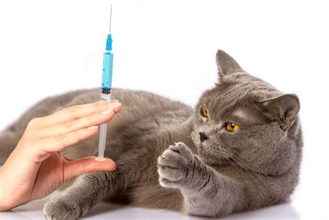kedilerde zorunlu aşılar